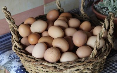 Eggs
