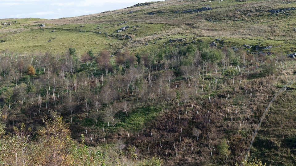 tree planting in Scotland