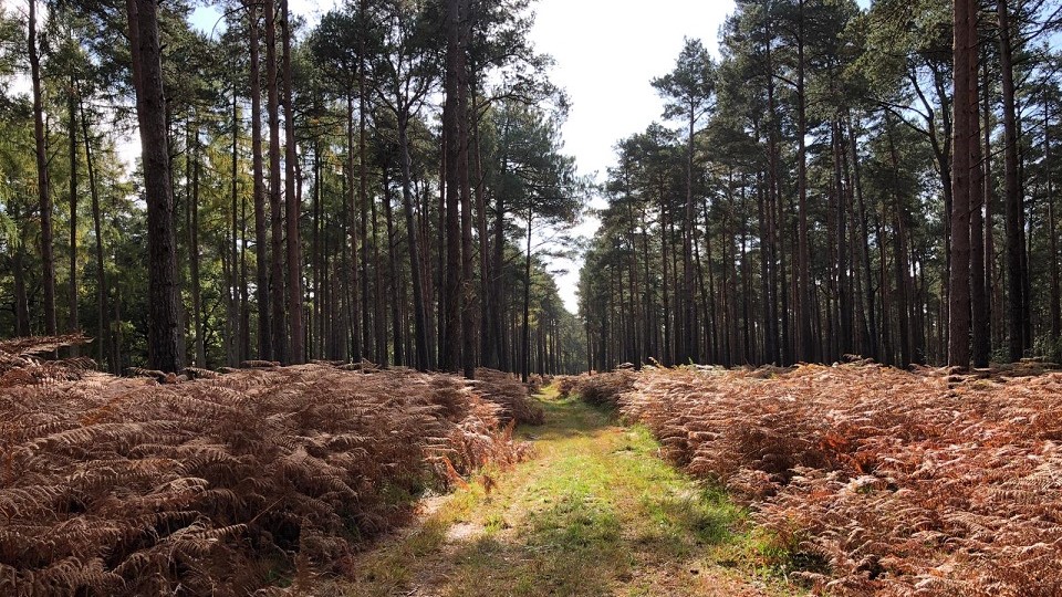 /images/2021/04/new-forest-half-marathon-course.jpg