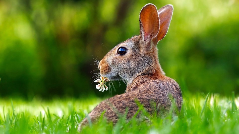 Easter Bunny by Pixabay