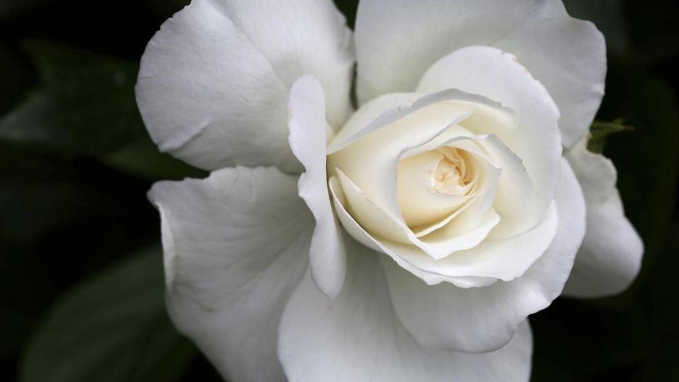 White Rose