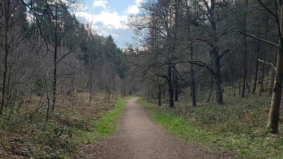 Follow that trail into Comer Woods at NT Dudmaston