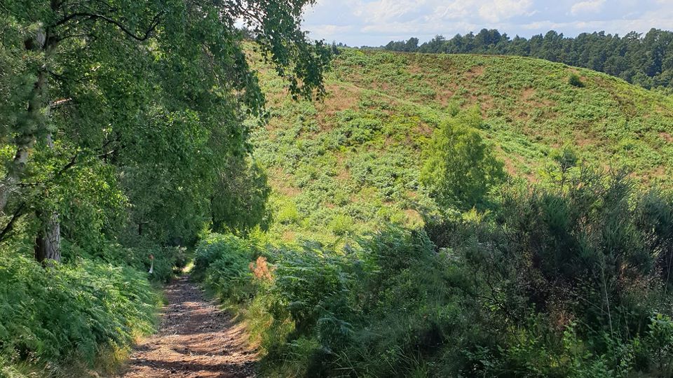 /images/2023/05/edited-cannock-chase-26-05-2023-065293.jpg