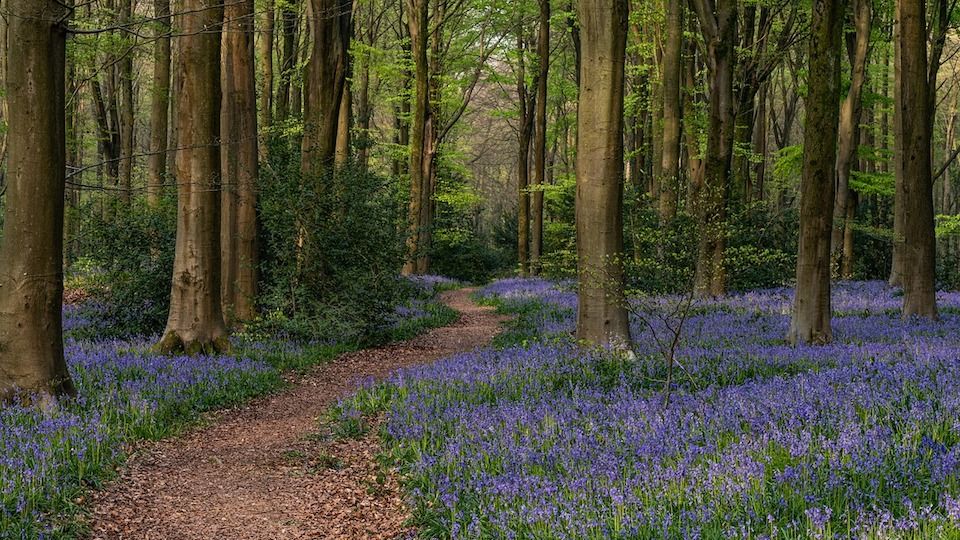 Bluebell Wood Pixabay 2023