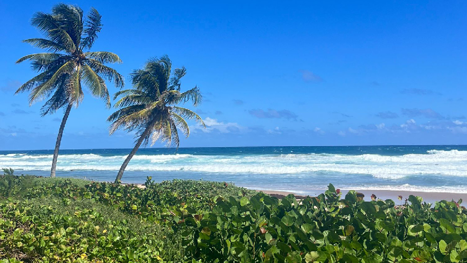 Barbados scenery