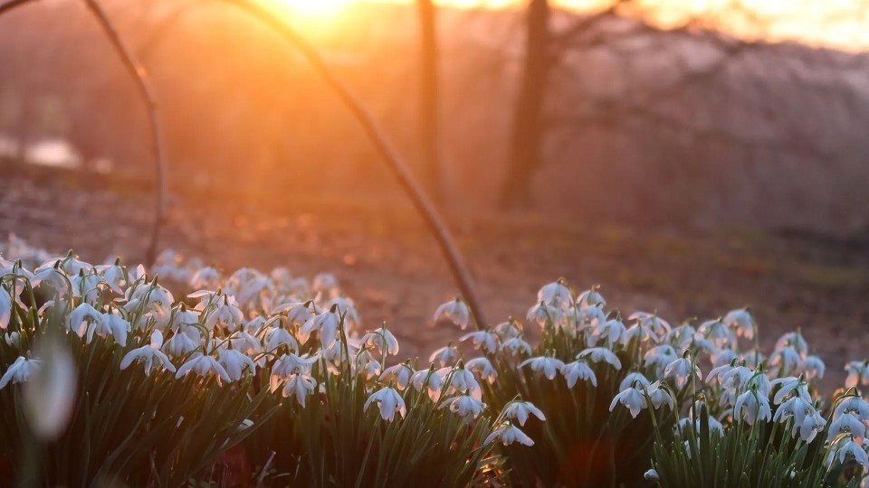 Gatton Park snowdrops
