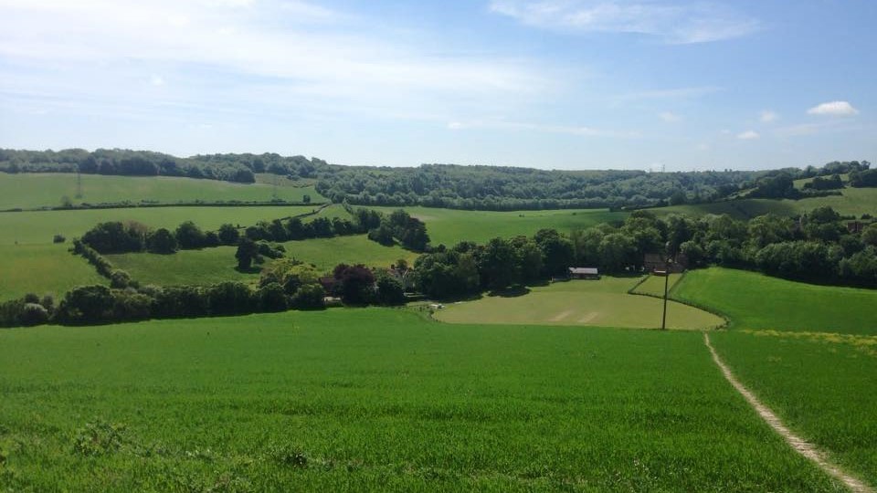 North Downs Run course scenery