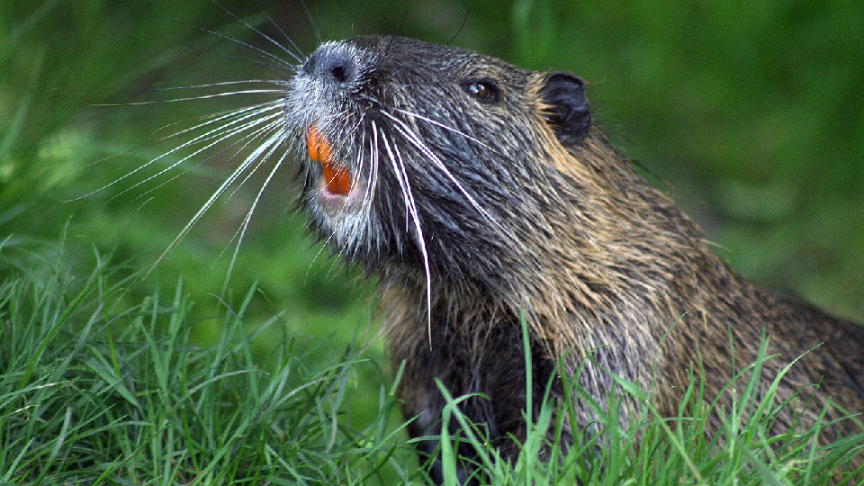 /images/2024/06/beaver-copy.jpg