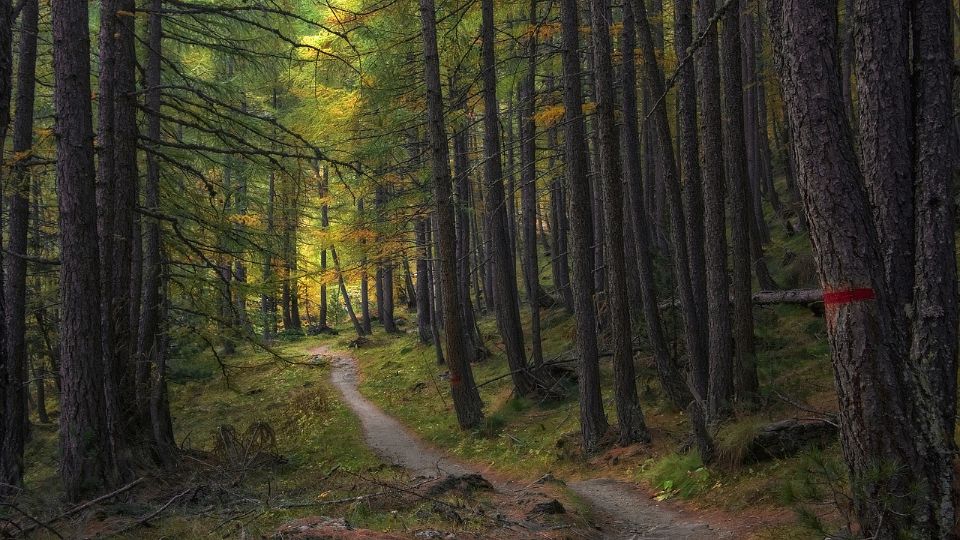 /images/2024/07/trail-5726987-1280-332084.jpg