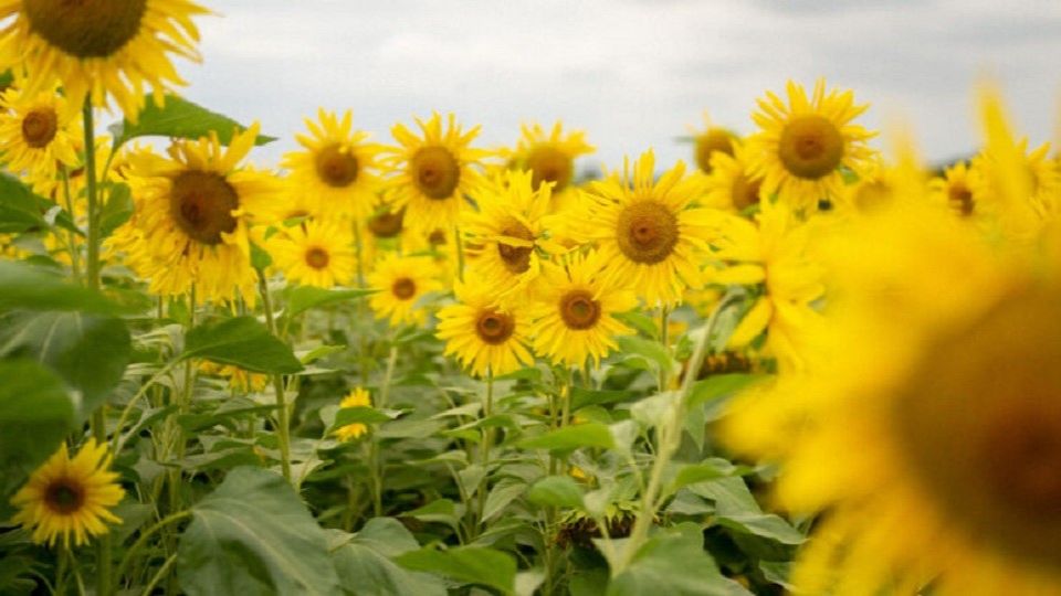 Cowdray Estate sunflowers 2024