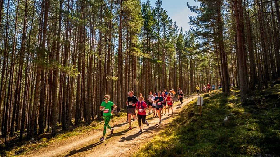 /images/2024/11/balmoral-trees-copy.jpg