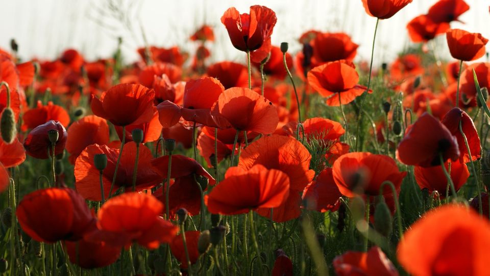 Poppies from Pixabay