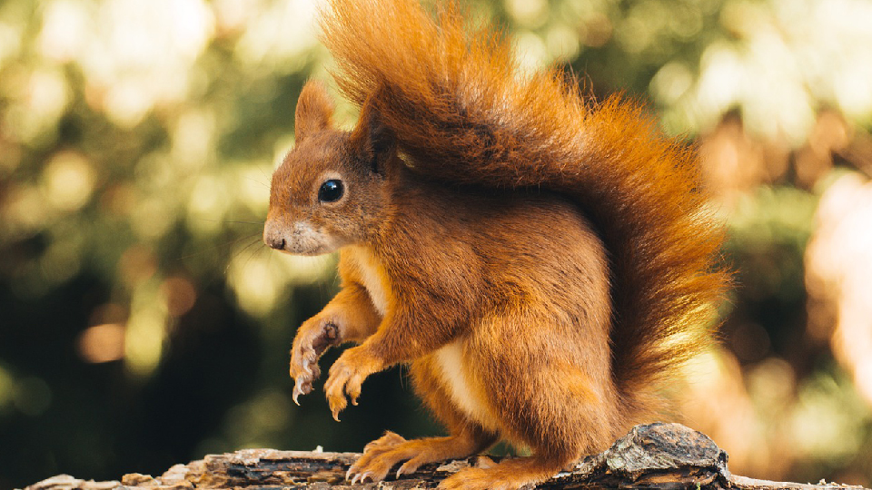 /images/2025/02/red-squirrel-cute-copy.jpg