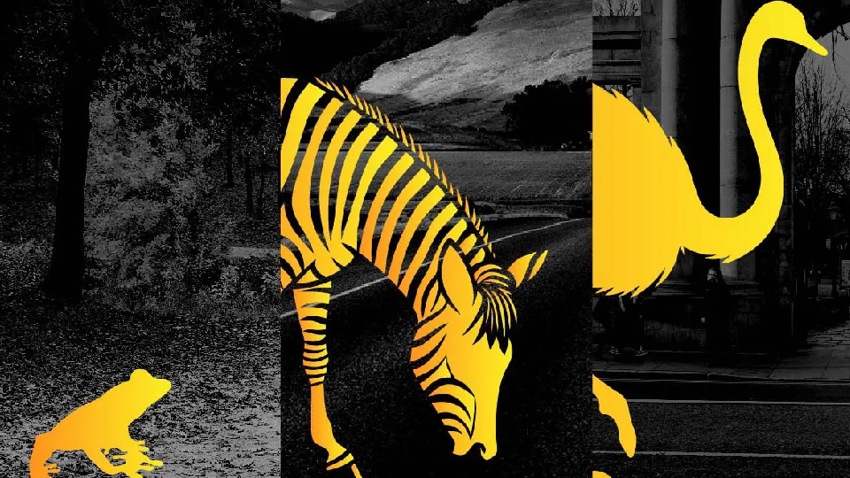 Safari Series