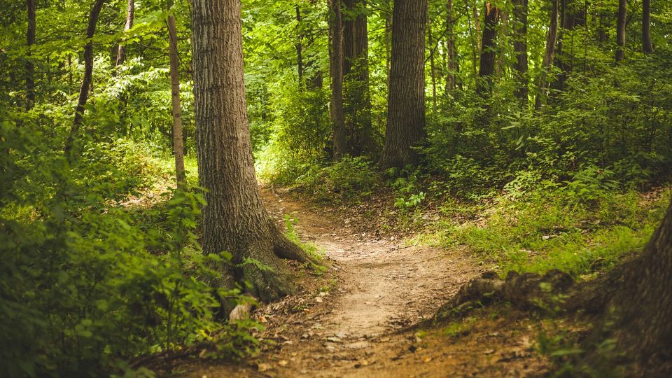 /images/2025/04/forest-1868028-1280-803757.jpg