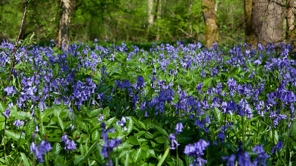 Bluebells
