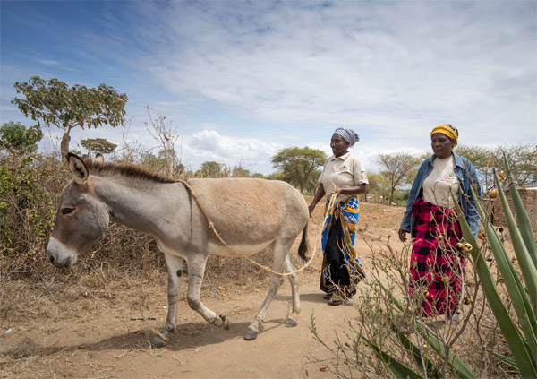 A working donkey