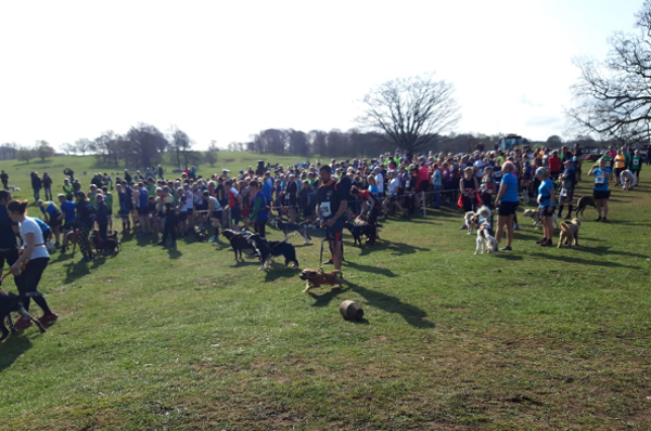 Runners And Dogs At The Grantham Cup 10K