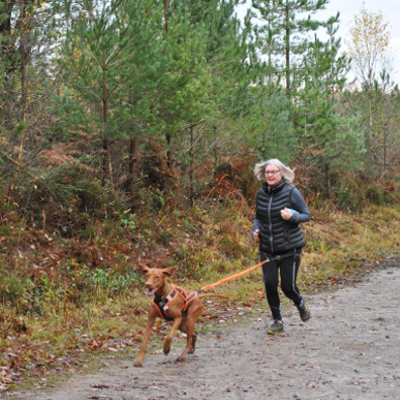 Canicross Runner At Bedgebury Forest
