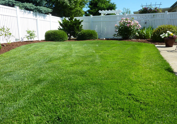 A view of a back garden