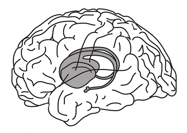 /images/runtalk/2019/3/hippocampus-600.jpg